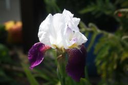Iris Iris