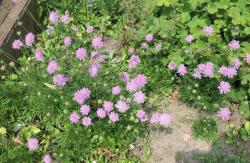 Scabiosa columbaria `Nana` Scabiosa columbaria `Nana`