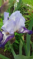 Iris Iris