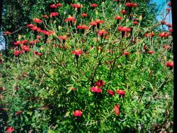 Linne`-Tagetes Linne`-Tagetes