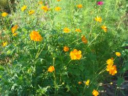 Cosmea orange - frische Ernte 19 Cosmea orange - frische Ernte 19