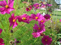 Cosmea kräftig dunkel carmin - Samen - frische Ernte 19 Cosmea kräftig dunkel carmin - Samen - frische Ernte 19