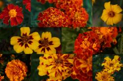 Studentenblume Studentenblume