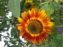 Sonnenblume - Abendsonne Sonnenblume - Abendsonne