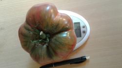 prinz tschernij Tomate prinz tschernij Tomate