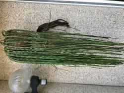 Rhipsalis paradoxon minor Rhipsalis paradoxon minor