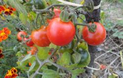 Cocktailtomate Ruthje