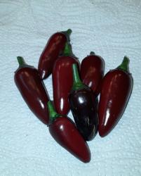 Hungarian Black Chily Hungarian Black Chily