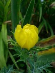 Stachelmohn Stachelmohn
