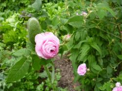Rose Aimable Amie Rose Aimable Amie