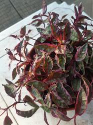 Fuchsie magellanica bunt.winterfest Fuchsie magellanica bunt.winterfest
