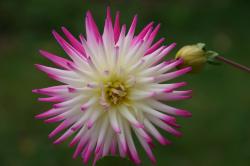 Dahlien Dahlien