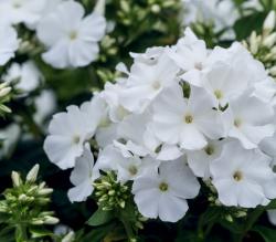 Weißer Phlox, Flammenblume Weißer Phlox, Flammenblume