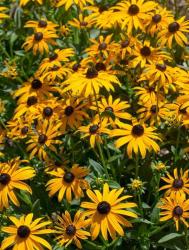 Sonnenhut "Goldsturm" Rudbeckia Sonnenhut "Goldsturm" Rudbeckia