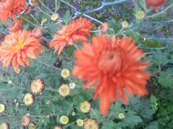 Winterharte Chrysantheme -orangefarben+Zugabe Winterharte Chrysantheme -orangefarben+Zugabe