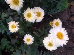 Ausläufer winterharte Chrysanthen/verschiedene Farben Ausläufer winterharte Chrysanthen/verschiedene Farben