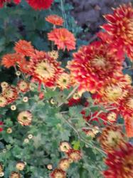 Winterharte Chrysanthemen-Stecklinge Winterharte Chrysanthemen-Stecklinge