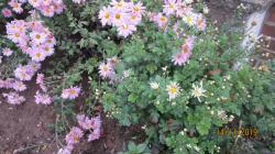 Chrysanthemen reserviert für Pirol Chrysanthemen reserviert für Pirol