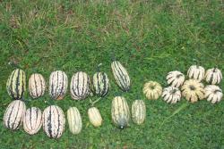 Delicata Kürbis Delicata Kürbis