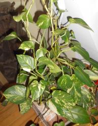 Epipremnum Epipremnum