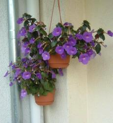 5 Achimenes-blau/violett-Pflänzchen 5 Achimenes-blau/violett-Pflänzchen