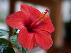 Zimmerhibiskus Zimmerhibiskus