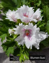Pelargonie Askham Fringed Aztec Regal Pelargonie Askham Fringed Aztec Regal