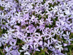 Polsterphlox, Phlox Polsterphlox, Phlox