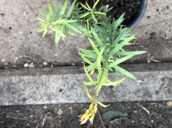 Australischer Teebaum Australischer Teebaum
