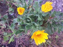 Ringelblume gelb Ringelblume gelb