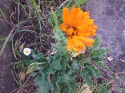 Ringelblume orange Ringelblume orange