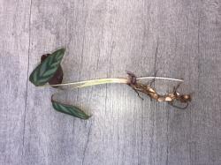*RESERVIERT* Korbmarante / Calathea Compactstar *RESERVIERT* Korbmarante / Calathea Compactstar