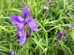 Wieseniris Wieseniris