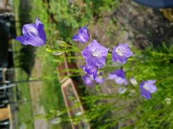 Pfirsichblättrige Glockenblume Pfirsichblättrige Glockenblume