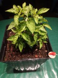 Bonsai-Chili "Little Elf" Bonsai-Chili "Little Elf"