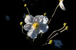 Herbst Anemone Herbst Anemone