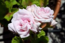 Geranie 'Milfield Rose' Geranie 'Milfield Rose'