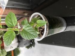 Aztekisches Süßkraut Aztekisches Süßkraut
