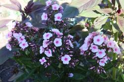 Flammenblumen Flammenblumen