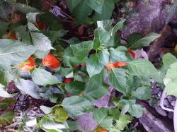 Lamionblume orange Pflanzen Lamionblume orange Pflanzen