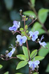 Clerodendrum ugandense Clerodendrum ugandense