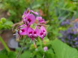 Samen Pelargonium papilionaceum Samen Pelargonium papilionaceum