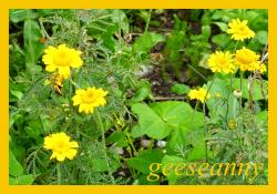 Färberkamille Blumensamen Färberkamille Blumensamen