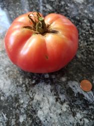 Tomate Bulgarische Rose Tomate Bulgarische Rose