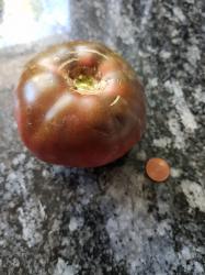 Tomate Black from Tula Tomate Black from Tula