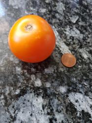 Tomate Auriga Tomate Auriga