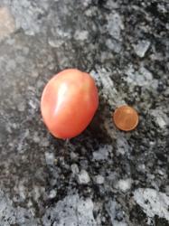 Eier - Tomate Thai Pink Egg Eier - Tomate Thai Pink Egg