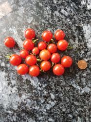 Tomate 100s & 100s (Hundreds & Thousands)