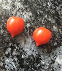 Herzchentomate "Little Heartbreaker" Herzchentomate "Little Heartbreaker"