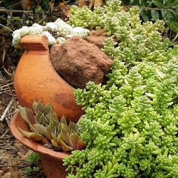 Sedum und Hauswurz Sedum und Hauswurz
